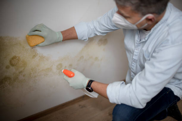 Best Bathroom Mold Remediation in Bluffton, SC