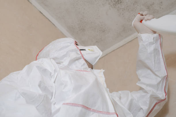 Best Health and Safety Mold Remediation in Bluffton, SC