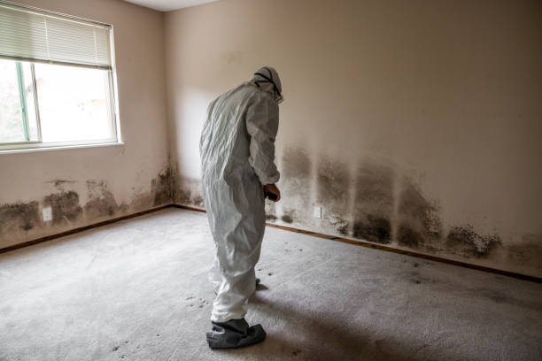Best HVAC Mold Remediation in Bluffton, SC